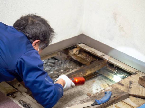 Best Certified Mold Removal  in Oak Creek, WI