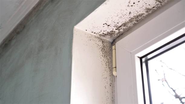 Best Fast Mold Removal  in Oak Creek, WI