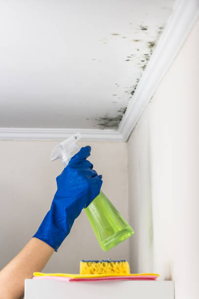 Best Black Mold Removal  in Oak Creek, WI